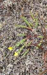 Hypericum humifusum