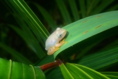 Tachycnemis seychellensis