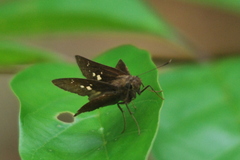 Pelopidas mathias mathias