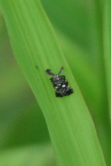 Elasmoscelis perforata