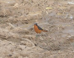 Cossypha albicapillus