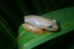 Tachycnemis seychellensis