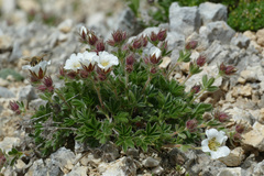Potentilla clusiana