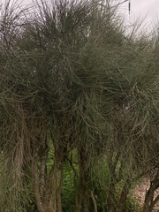 Carmichaelia muritai