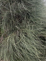 Carmichaelia muritai