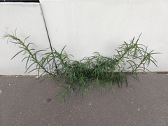 Senecio inaequidens