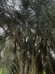 Carmichaelia muritai