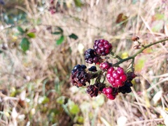 Rubus tauricus