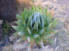Dendrosenecio keniodendron