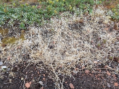 Draba verna