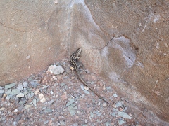 Trachylepis capensis