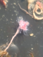 Ectopleura crocea