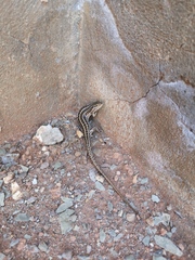 Trachylepis capensis