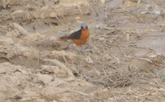 Cossypha albicapillus