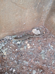 Trachylepis capensis
