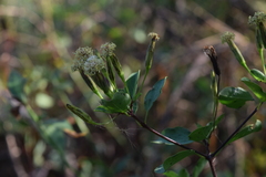 Porophyllum punctatum