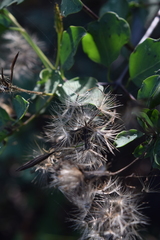 Porophyllum punctatum