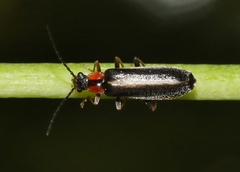 Rhagonycha lineola