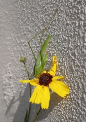 Scudderia