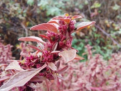 Amaranthus graecizans