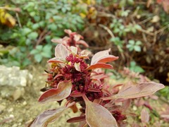 Amaranthus graecizans
