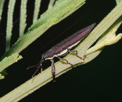 Rhinotia phoenicoptera