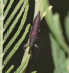 Rhinotia phoenicoptera