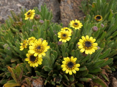 Senecio keniophytum