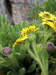 Senecio keniophytum