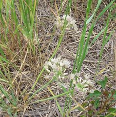 Allium drummondii