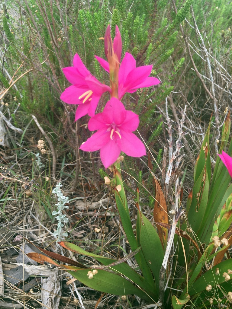 Coastal Watsonia