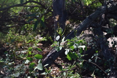 Porophyllum punctatum
