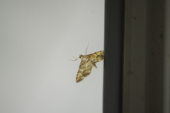 Nacoleia amphicedalis