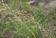 Chrysopogon serrulatus