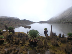 Dendrosenecio keniodendron