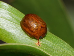 Dicranosterna semipunctata