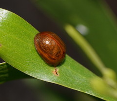 Dicranosterna semipunctata