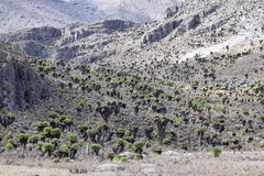 Dendrosenecio keniodendron