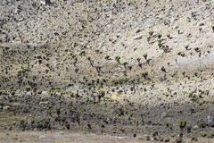 Dendrosenecio keniodendron