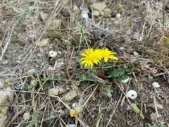 Taraxacum hybernum