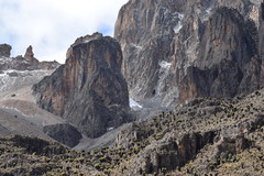 Dendrosenecio keniodendron