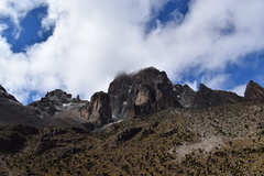 Dendrosenecio keniodendron