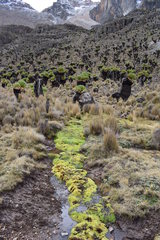 Dendrosenecio keniodendron