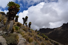 Dendrosenecio keniodendron