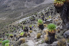 Dendrosenecio keniodendron