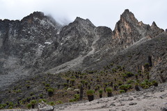 Dendrosenecio keniodendron