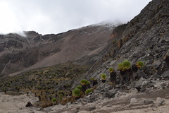 Dendrosenecio keniodendron