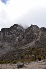 Dendrosenecio keniodendron