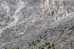 Dendrosenecio keniodendron