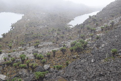 Dendrosenecio keniodendron